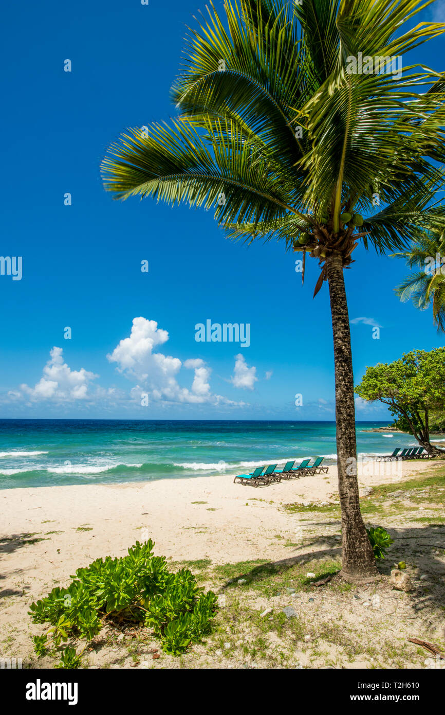 Palm tree at Carambola Beach Resort in Saint Croix, US Virgin Islands Stock Photo