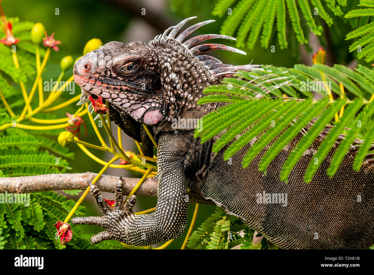 Green iguana on St. Thomas, US Virgin Islands Stock Photo Alamy