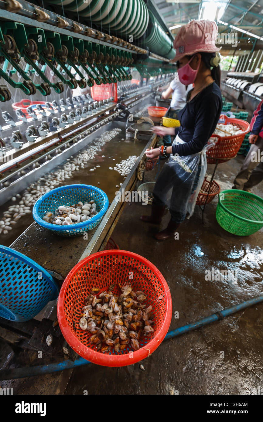 Interior view of workers in a  factory where silk worm cocoons are sorted and selected for harvesting silk thread Stock Photo