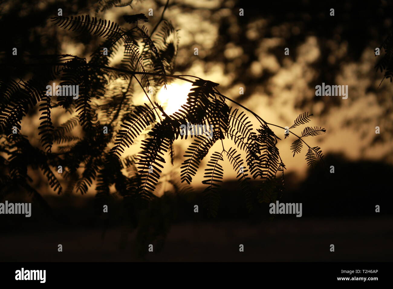 Tree Branches and Leaves in Sunset at Golden Hour in Saudi Arabia Stock Photo