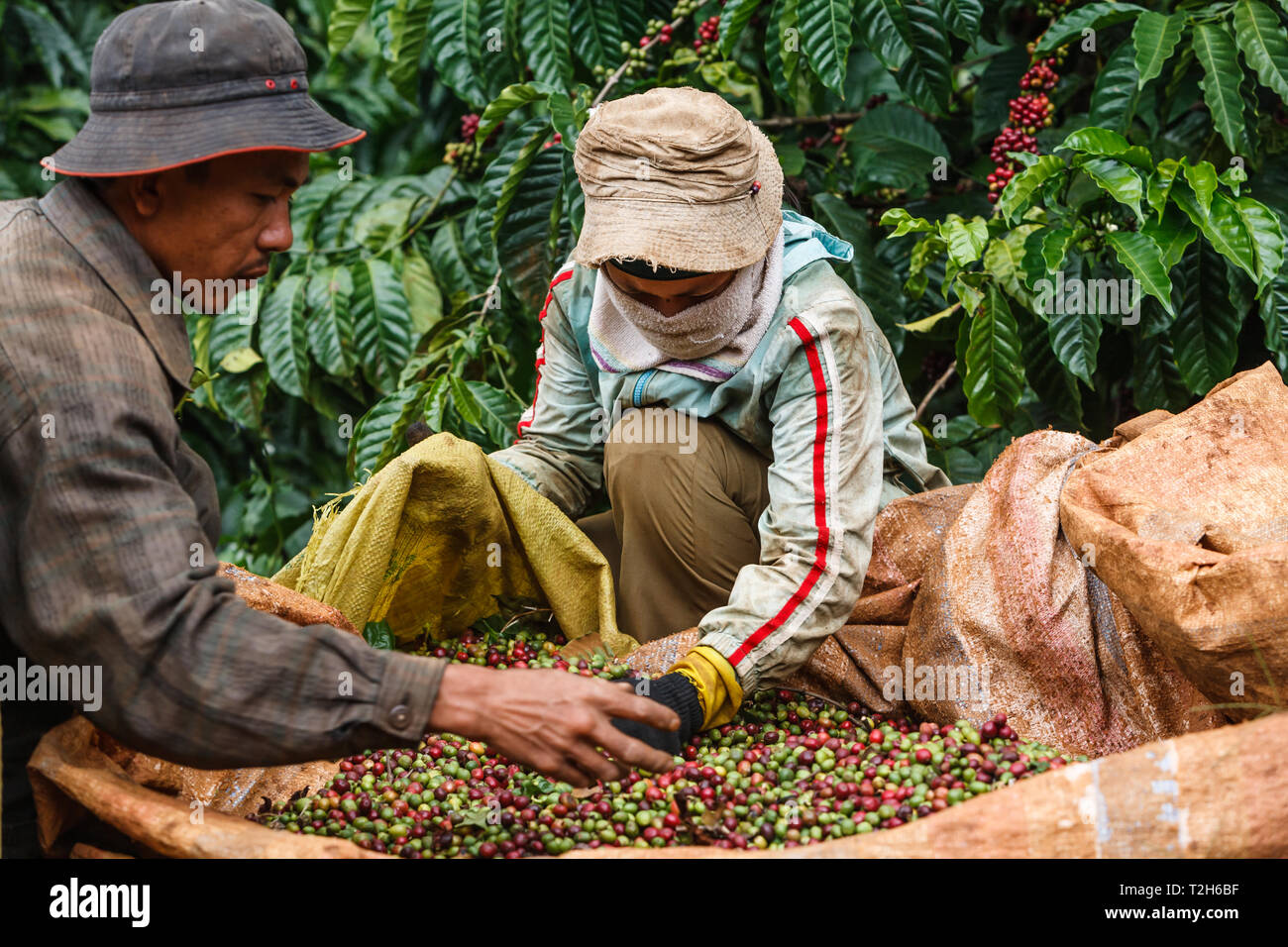 Closeup of two workers on a coffee plantation in the central highlands of Vietnam sort and place beans in bags near Dalat. Stock Photo