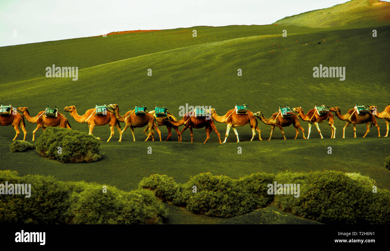 caravan of camels coming on the green hills Stock Photo