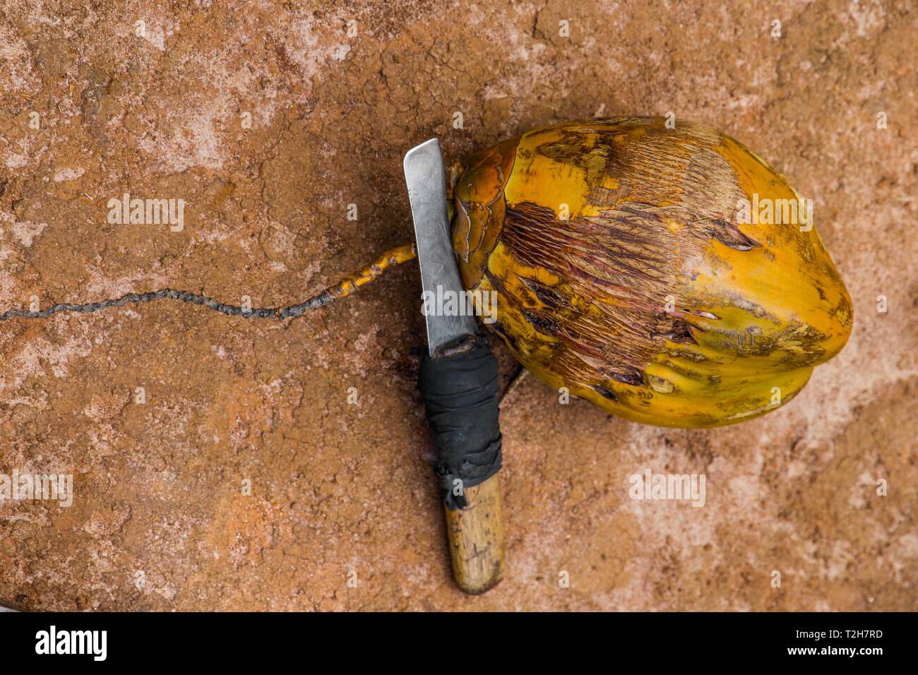 one big coco nut in the shell with the hand made knife lies on the snone surface yellow colored Stock Photo