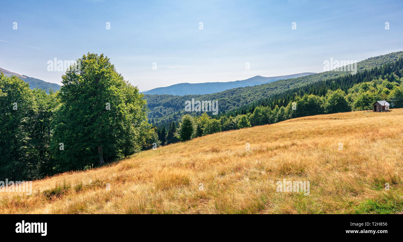 primeval beech forest in mountains. meadows in weathered grass. range of ridges in the distance. wonderful carpathian summer landscape. fine weather i Stock Photo