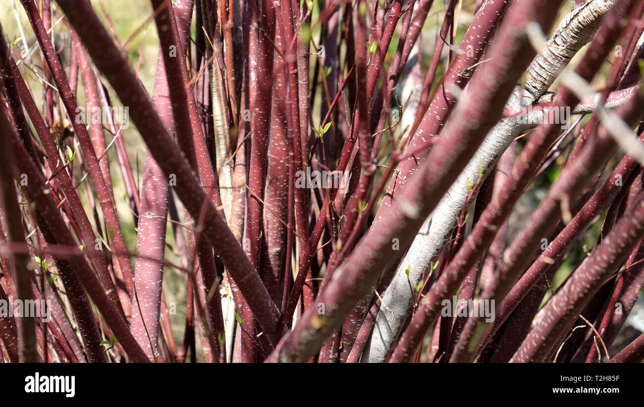 Red tree branches forming a v shape Stock Photo Alamy