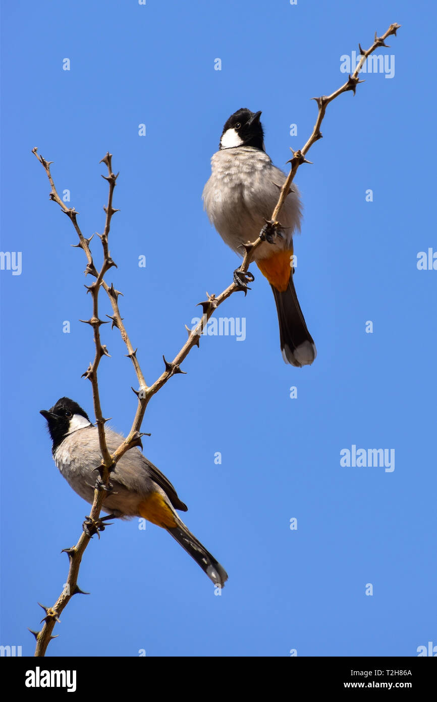 Red-Vented Bulbul, Jodhpur, Rajasthan, India Stock Photo