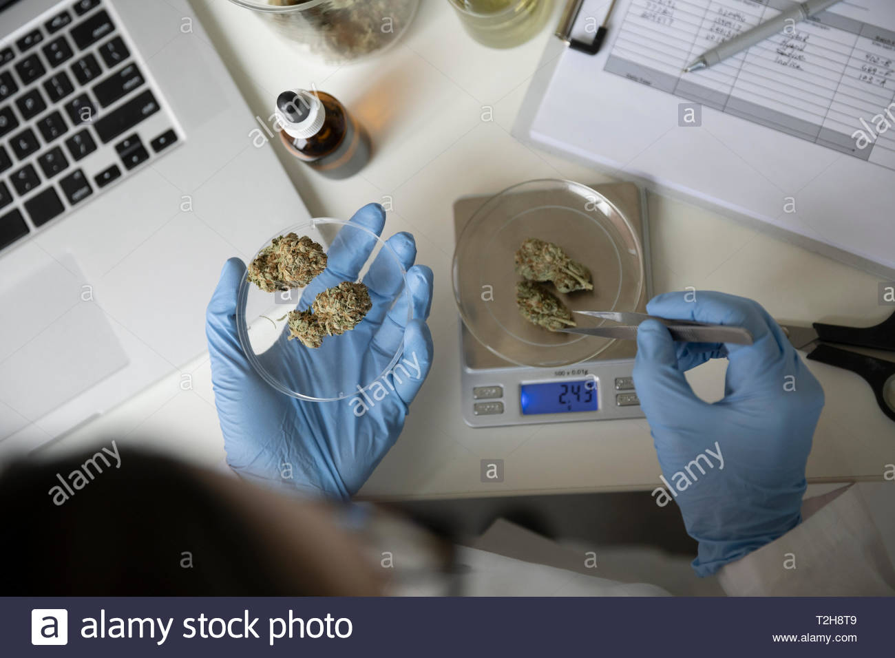 View from above quality control specialist measuring marijuana buds Stock Photo Alamy
