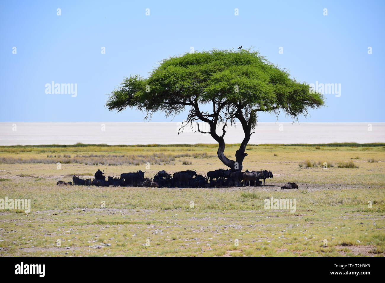 Gnuherde unter einer Akazie, Etosha NP Namibia Stock Photo