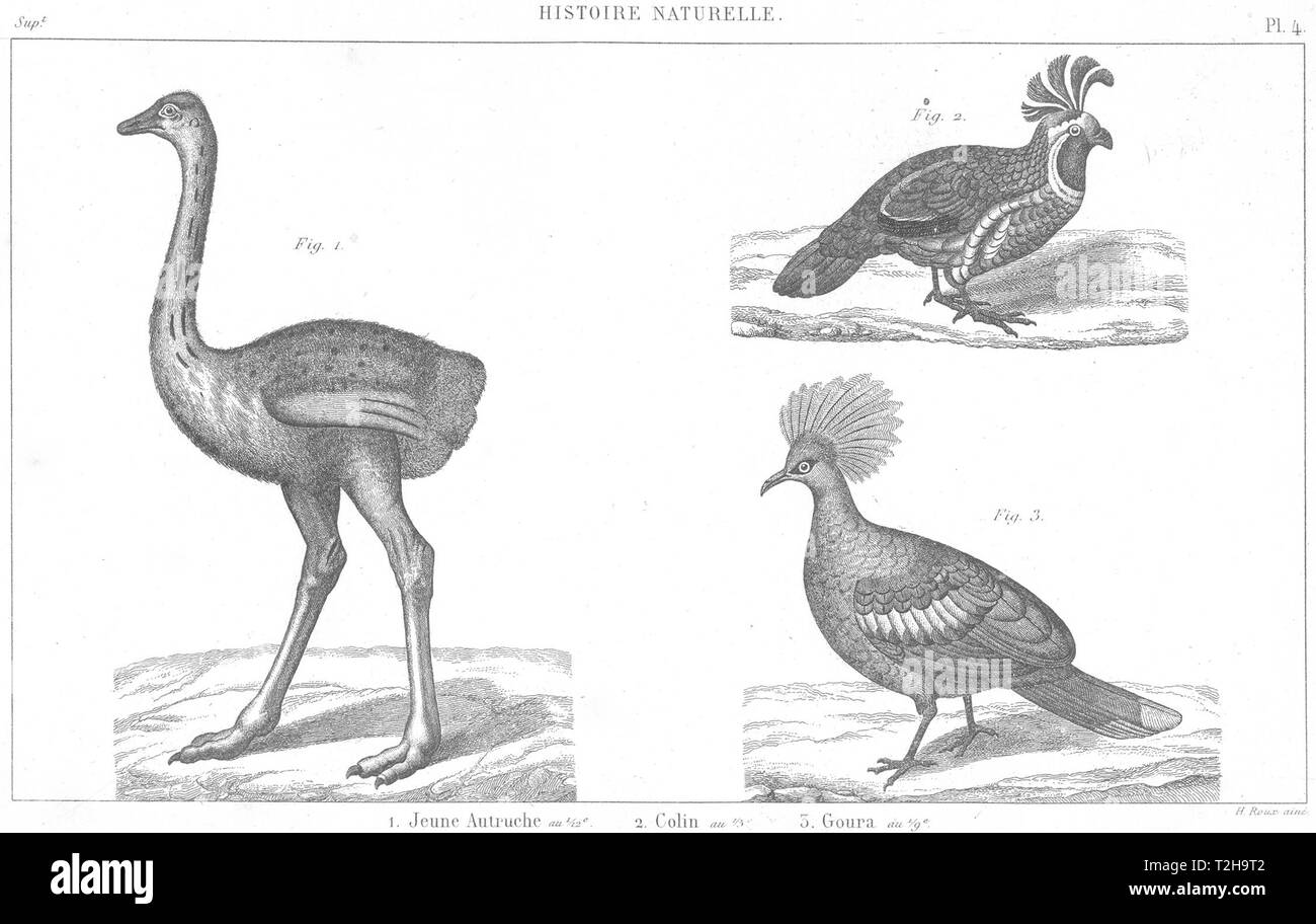 OSTRICHES. Histoire Naturelle. Jeune Autruche; Colin; Goura 1879 old print Stock Photo