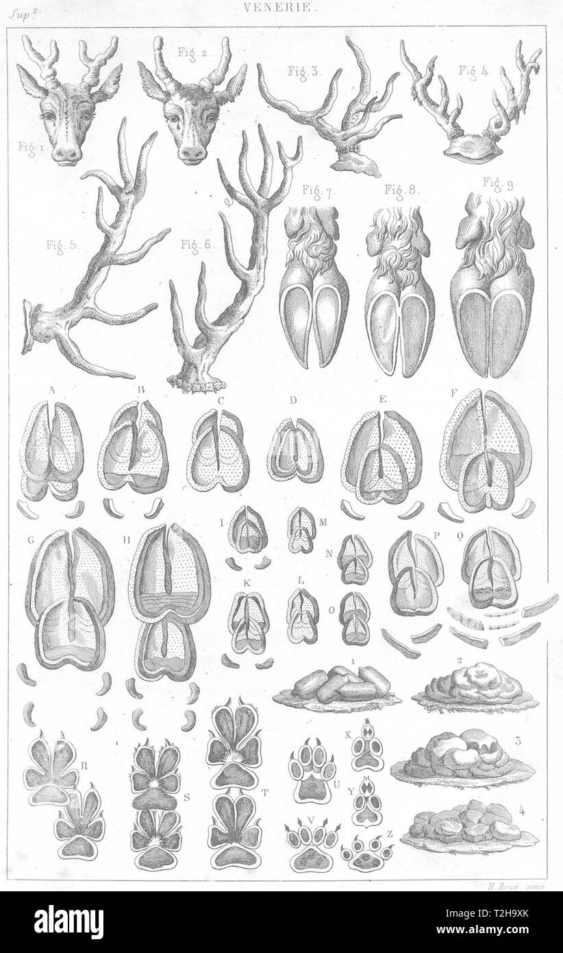 LANDSCAPES. Venerie. Tetes, bois pieds de Cerf-Empreintes fumees 1879 print Stock Photo