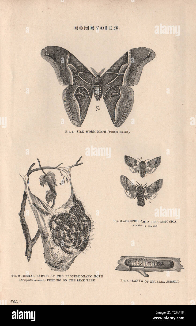 Moths. Silk Worm Moth. Social Larvae Processionary Moth 1880 old antique print Stock Photo