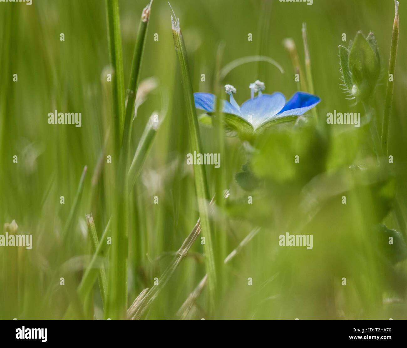 Little blue flower in grass Stock Photo Alamy