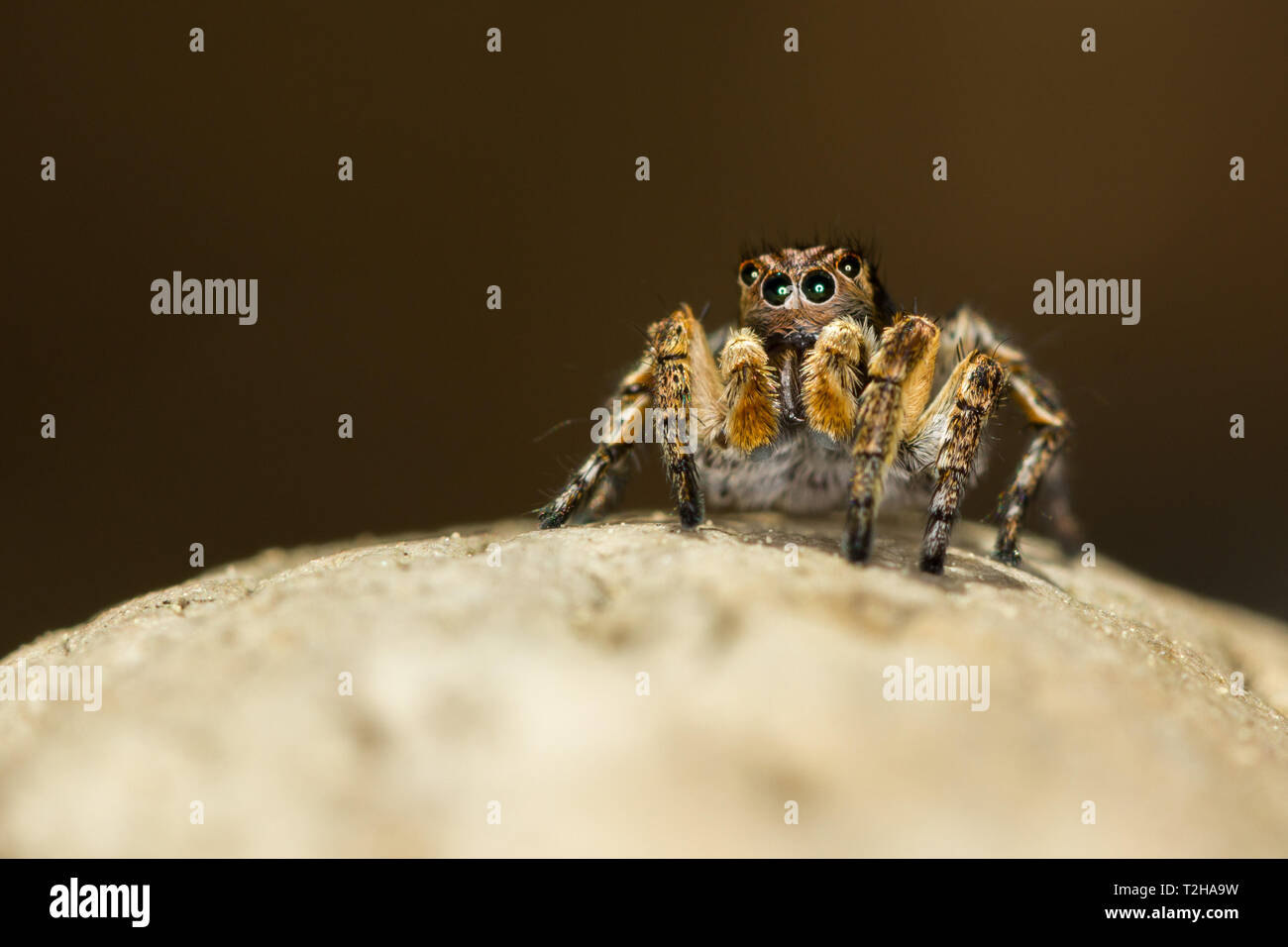 This spider is known to eat small insects like grasshoppers, flies ...