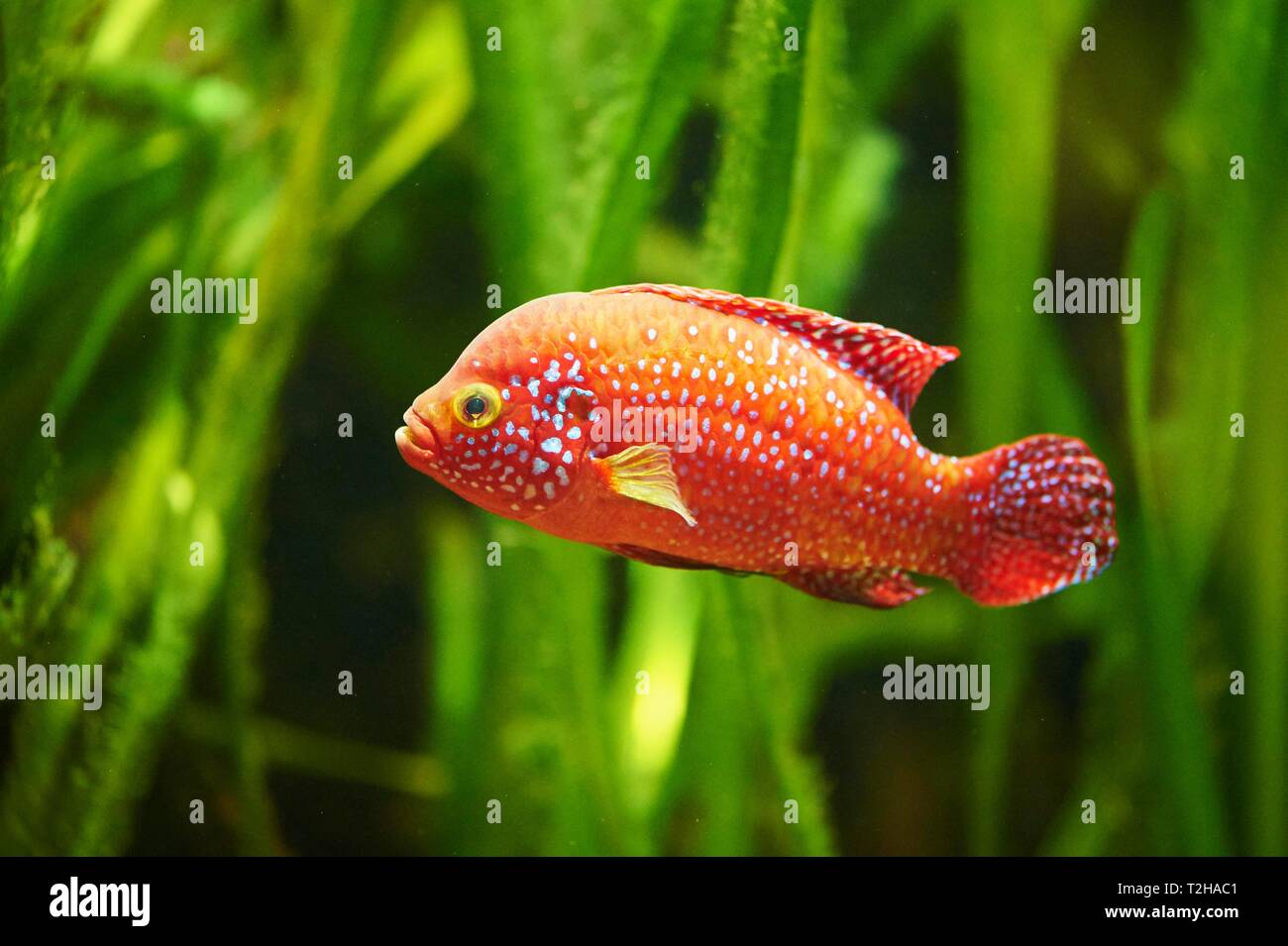 Blood-red jewel cichlid (Hemichromis lifalili) in a aquarium, captive
