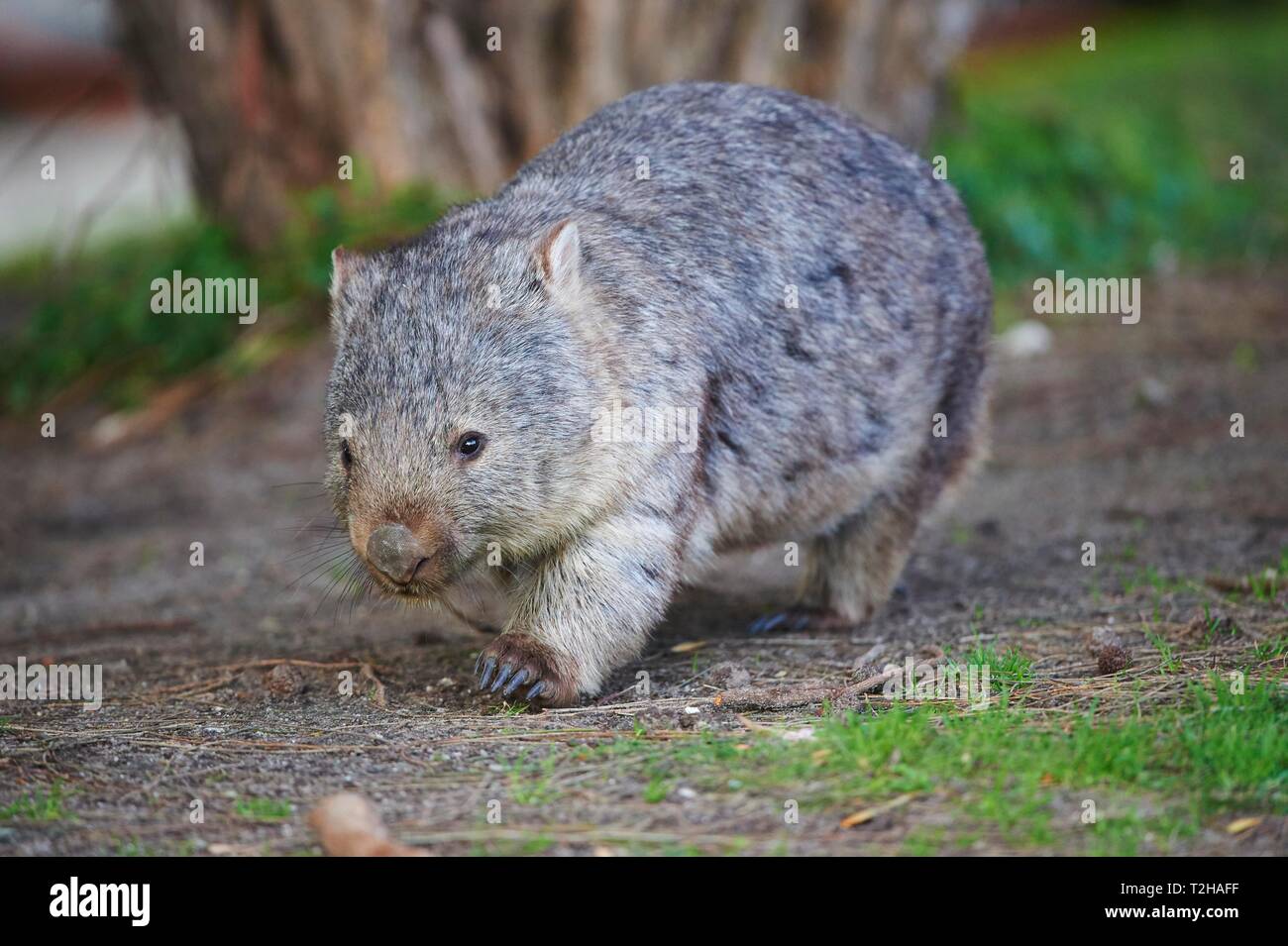Common wombat (Vombatus ursinus), Wilsons Promontory National Park, Victoria, Australien Stock Photo