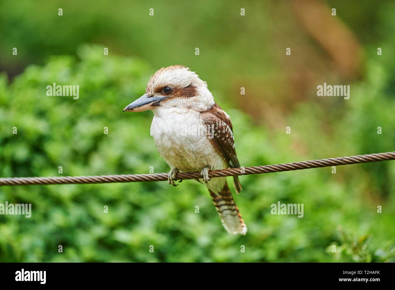 Laughing kookaburra dacelo novaeguineae sitting on a wire hires stock photography and images