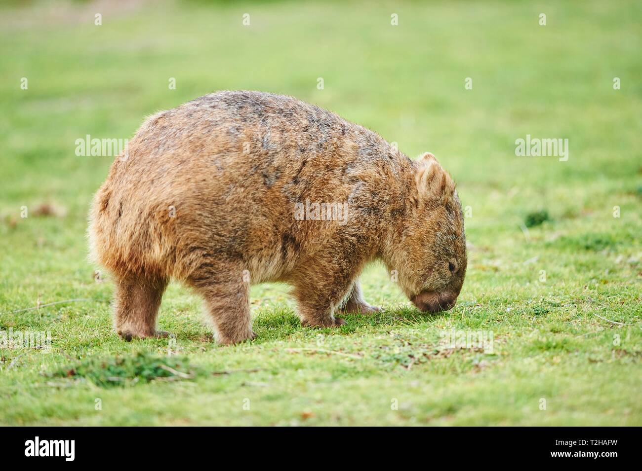 Common wombat (Vombatus ursinus), Wilsons Promontory National Park, Victoria, Australien Stock Photo