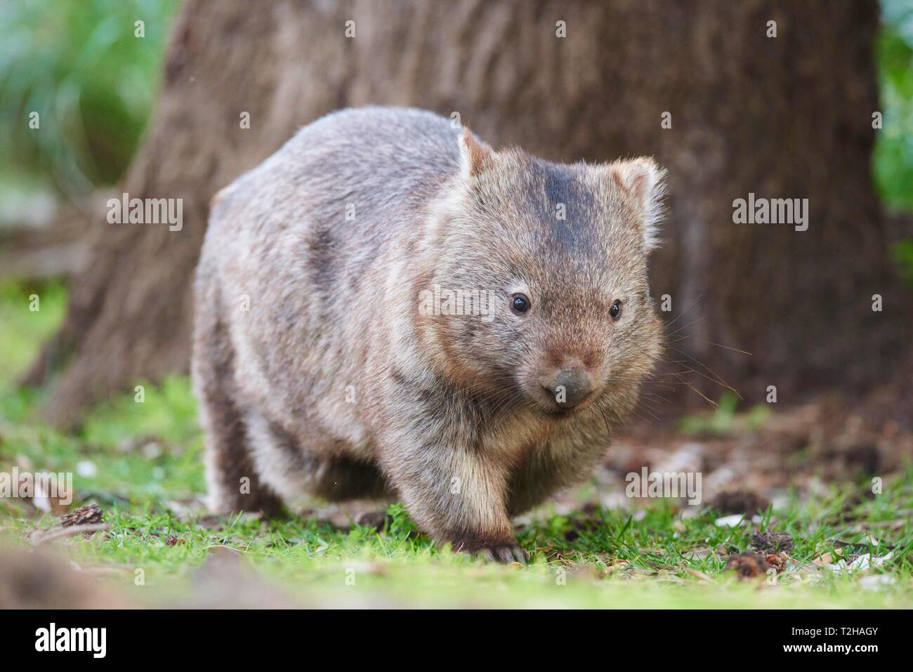 Common wombat (Vombatus ursinus), Wilsons Promontory National Park, Victoria, Australien Stock Photo