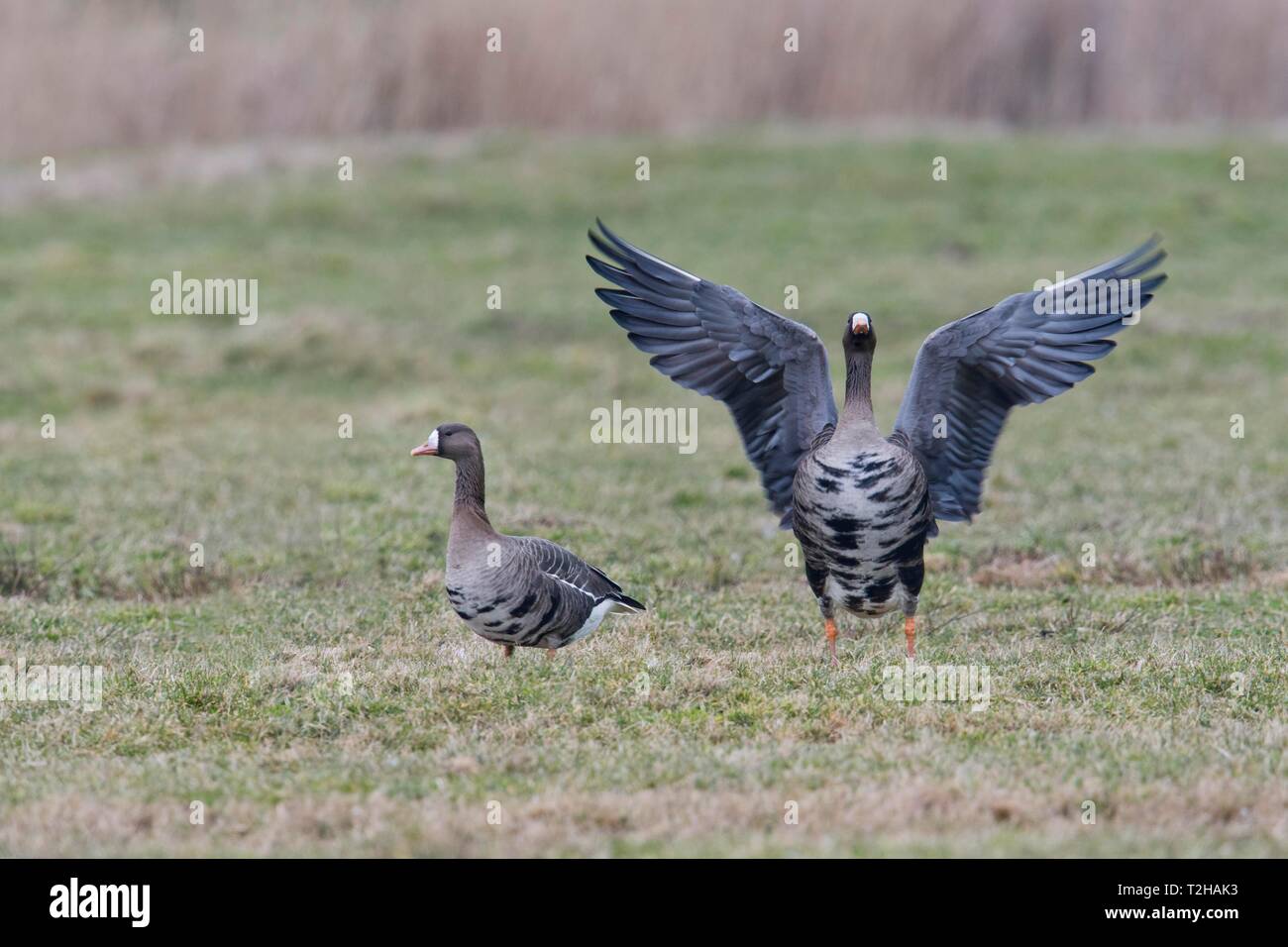 Two Greater white-fronted geese (Anser albifrons), flapping the wings, East Frisia, Lower Saxony, Germany Stock Photo