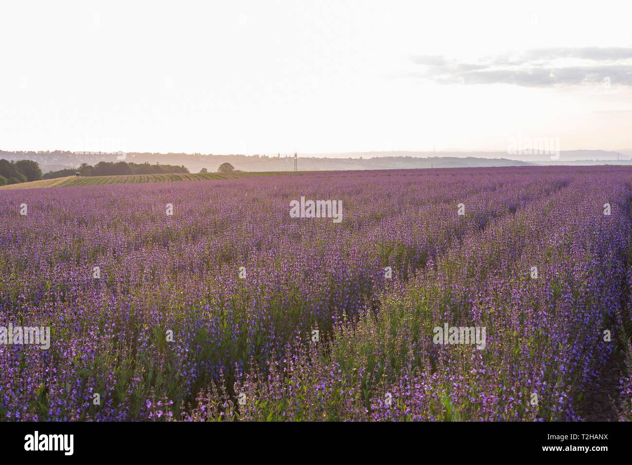 Field with flowering sage (salvia officinalis), cultivation, Freital, Saxony, Germany Stock Photo