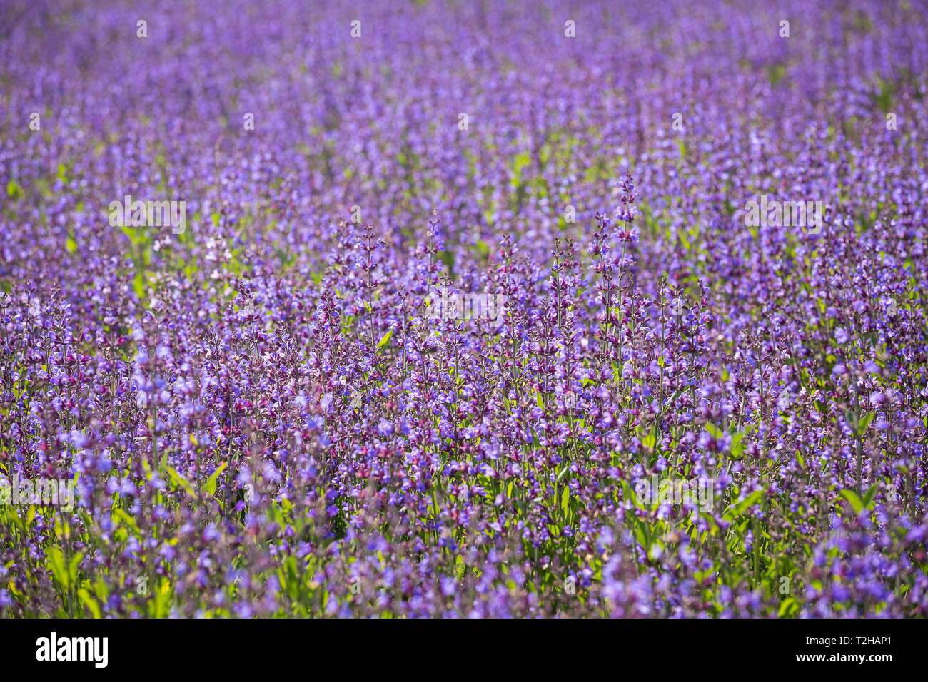 Field with flowering sage (salvia officinalis), cultivation, Freital, Saxony, Germany Stock Photo