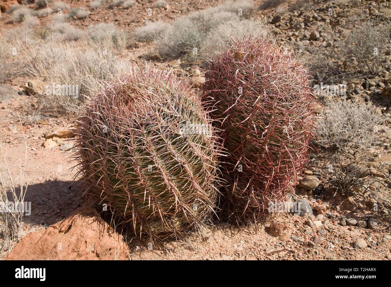 Barrel Cactus (Ferocactus acanthodes), Valley of Fire, Nevada, USA Stock Photo