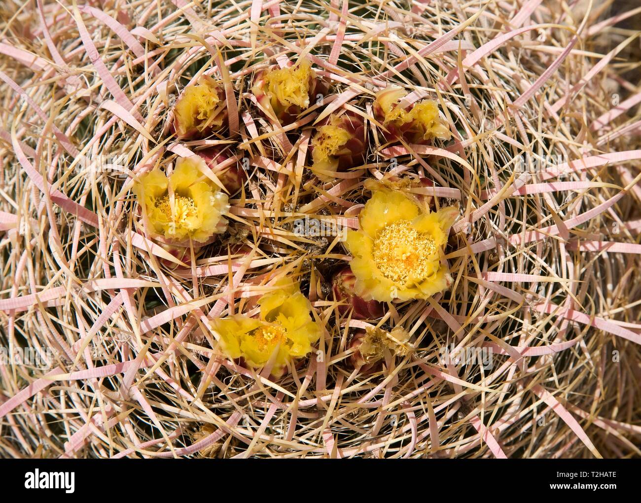 Yellow flowers on Barrel Cactus (Ferocactus acanthodes), Valley of Fire, Nevada, USA Stock Photo