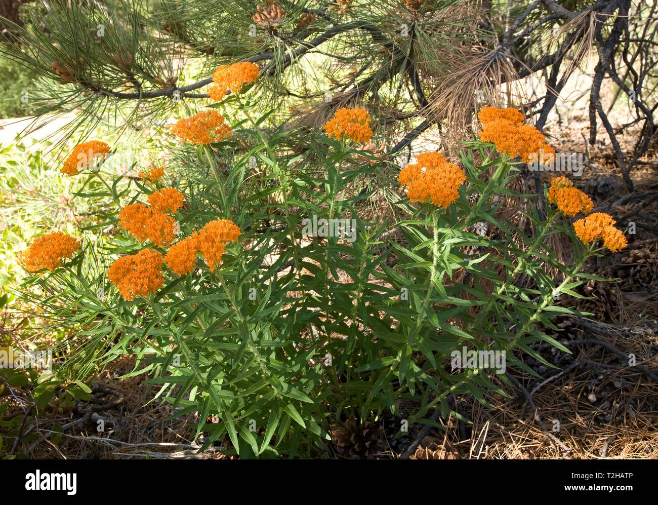 Butterfly weed (Asclepias tuberosa) in Zion National Park, Utah, USA Stock Photo