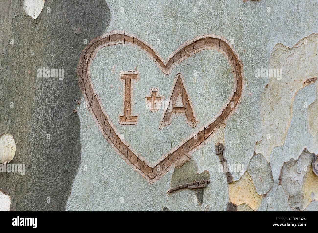 Heart carved in tree bark with letters I and A, Germany Stock Photo