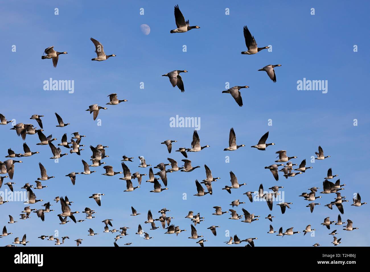 Barnacle geese (Branta leucopsis), flock of birds in flight, North Sea coast, North Frisia, Schleswig-Holstein, Germany Stock Photo