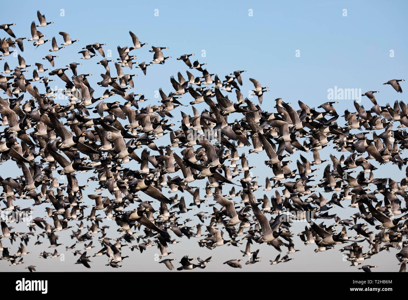 Barnacle geese (Branta leucopsis), flock of birds in flight, North Sea coast, North Frisia, Schleswig-Holstein, Germany Stock Photo