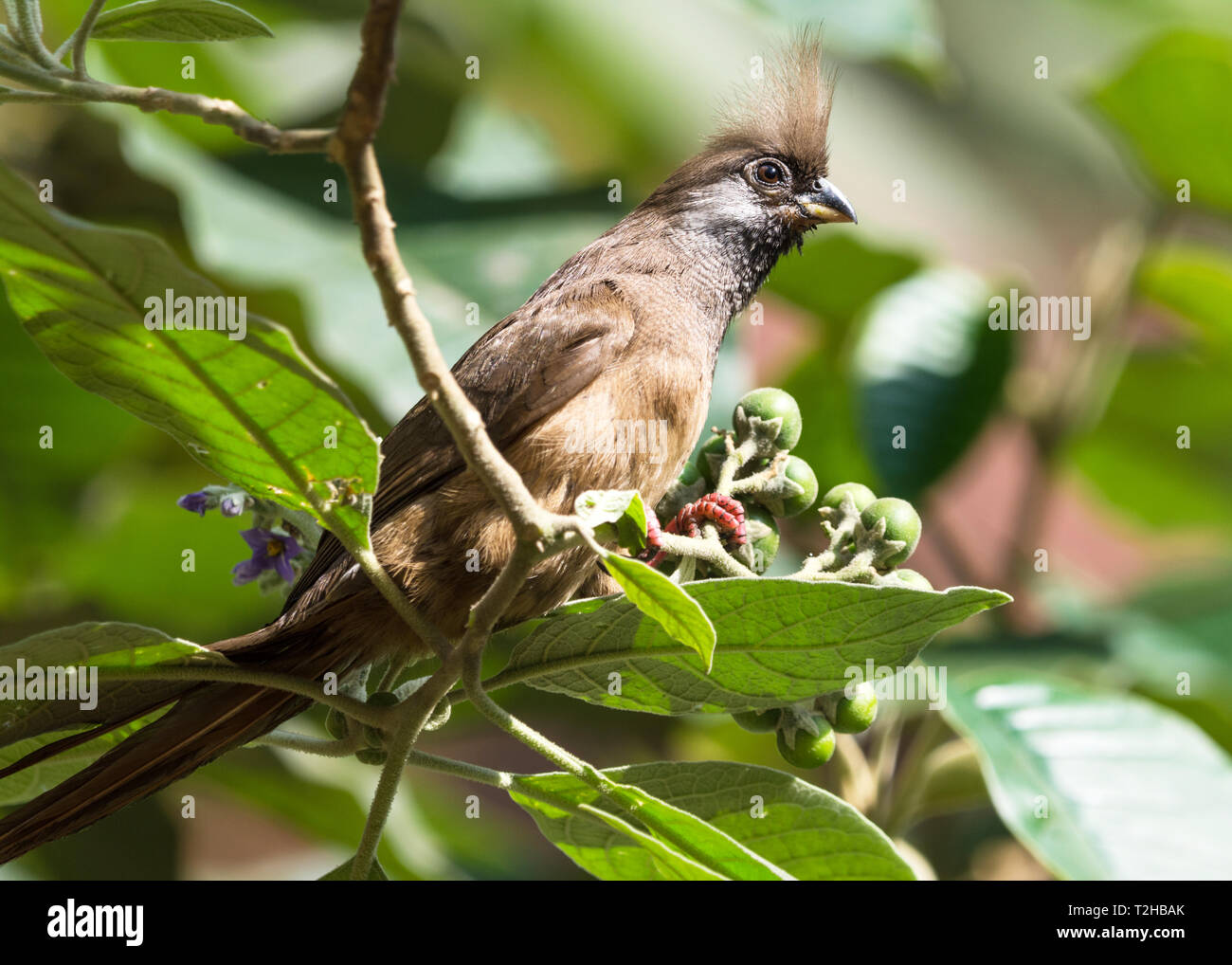 Speckled mousebird (Colius striatus), Nairobi, Kenya Stock Photo