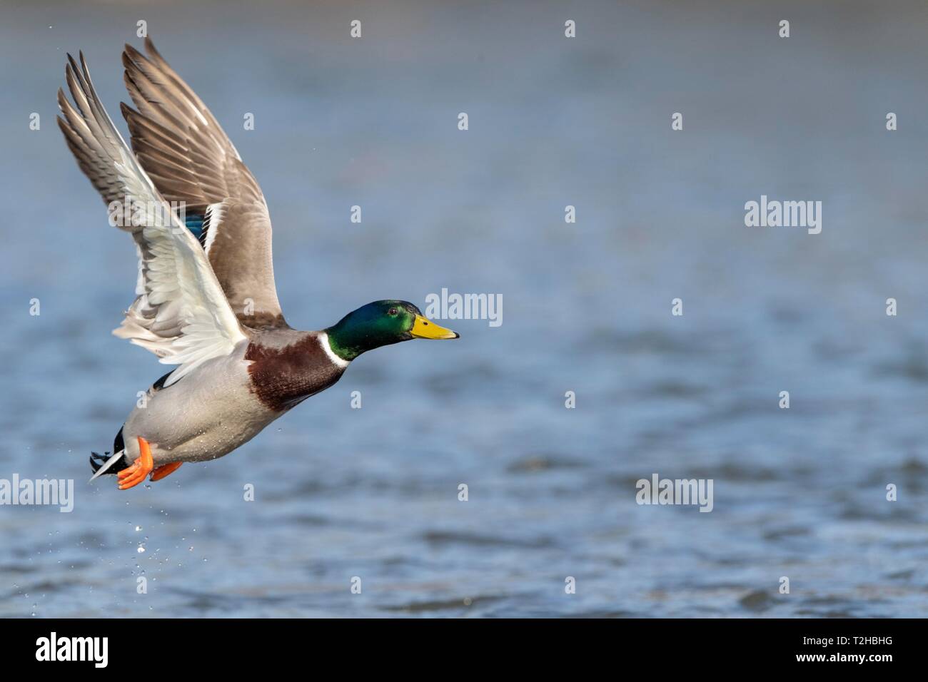 Mallard (Anas platyrhynchos), in flight above water surface, Hesse, Germany Stock Photo