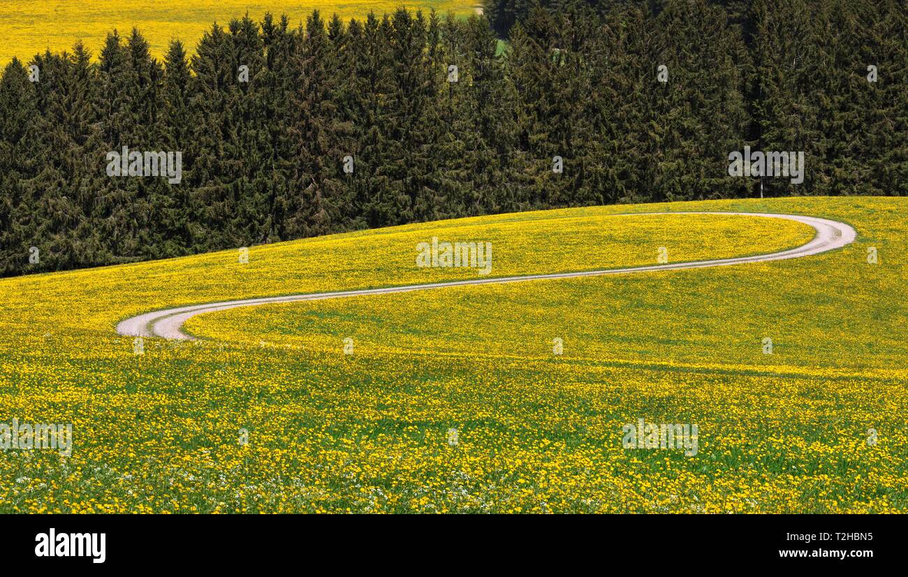 Field path meanders through flowering dandelion meadow in spring, Black Forest, Baden-Wurttemberg, Germany Stock Photo