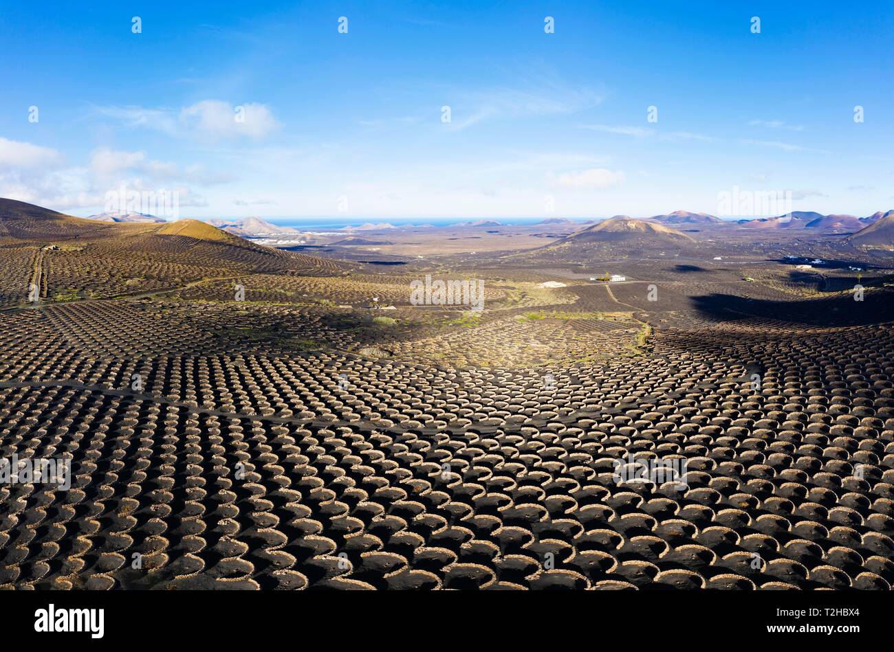 Wine-growing area La Geria, near Yaiza, drone shot, Lanzarote, Canary Islands, Spain Stock Photo