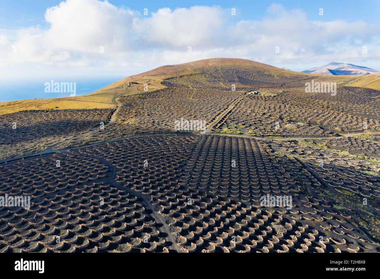 Vineyard La Geria, mountain Tinasoria, near Yaiza, drone shot, Lanzarote, Canary Islands, Spain Stock Photo