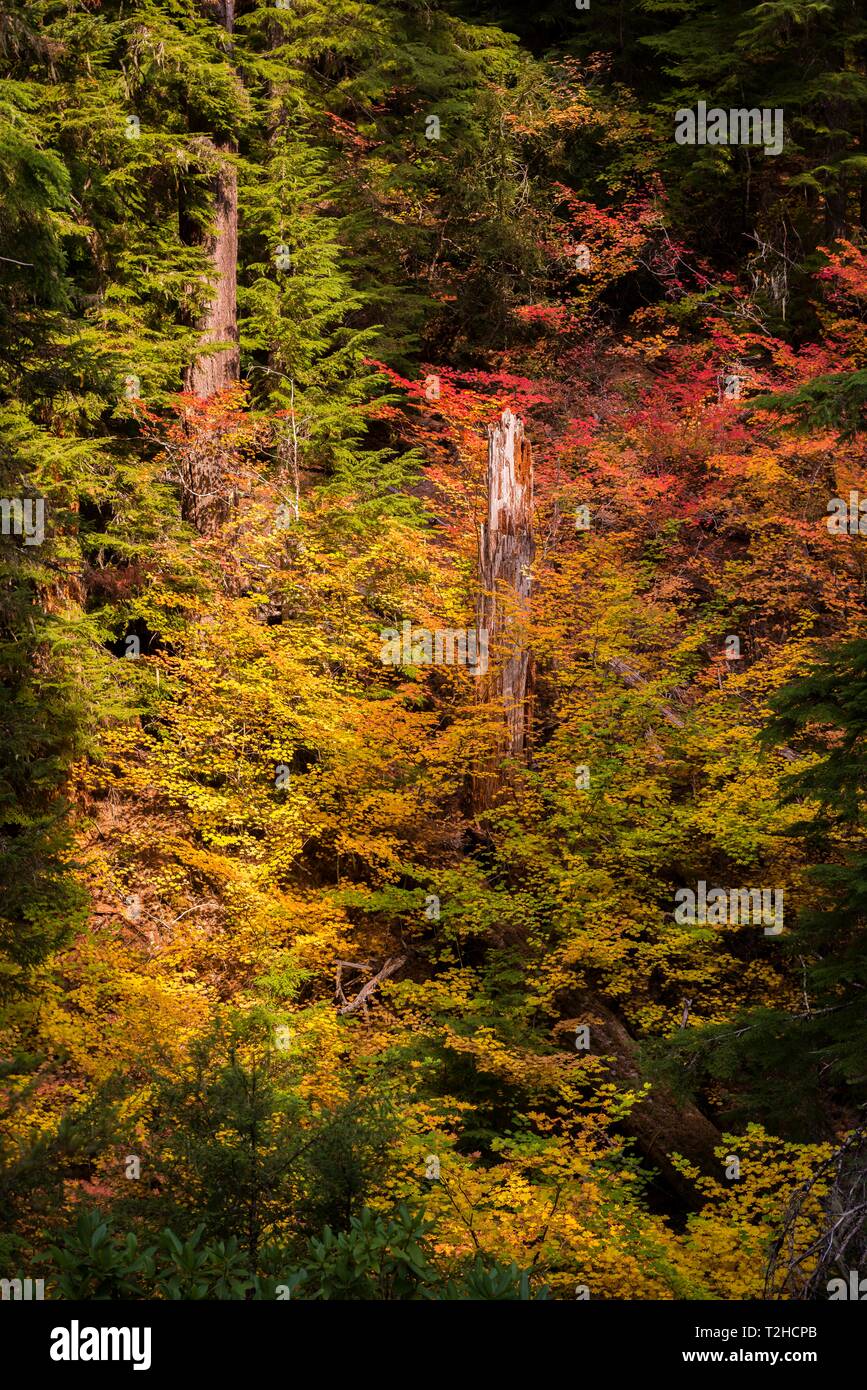 Colorful autumn colors, dense forest, Silver Falls State Park, Oregon, USA Stock Photo