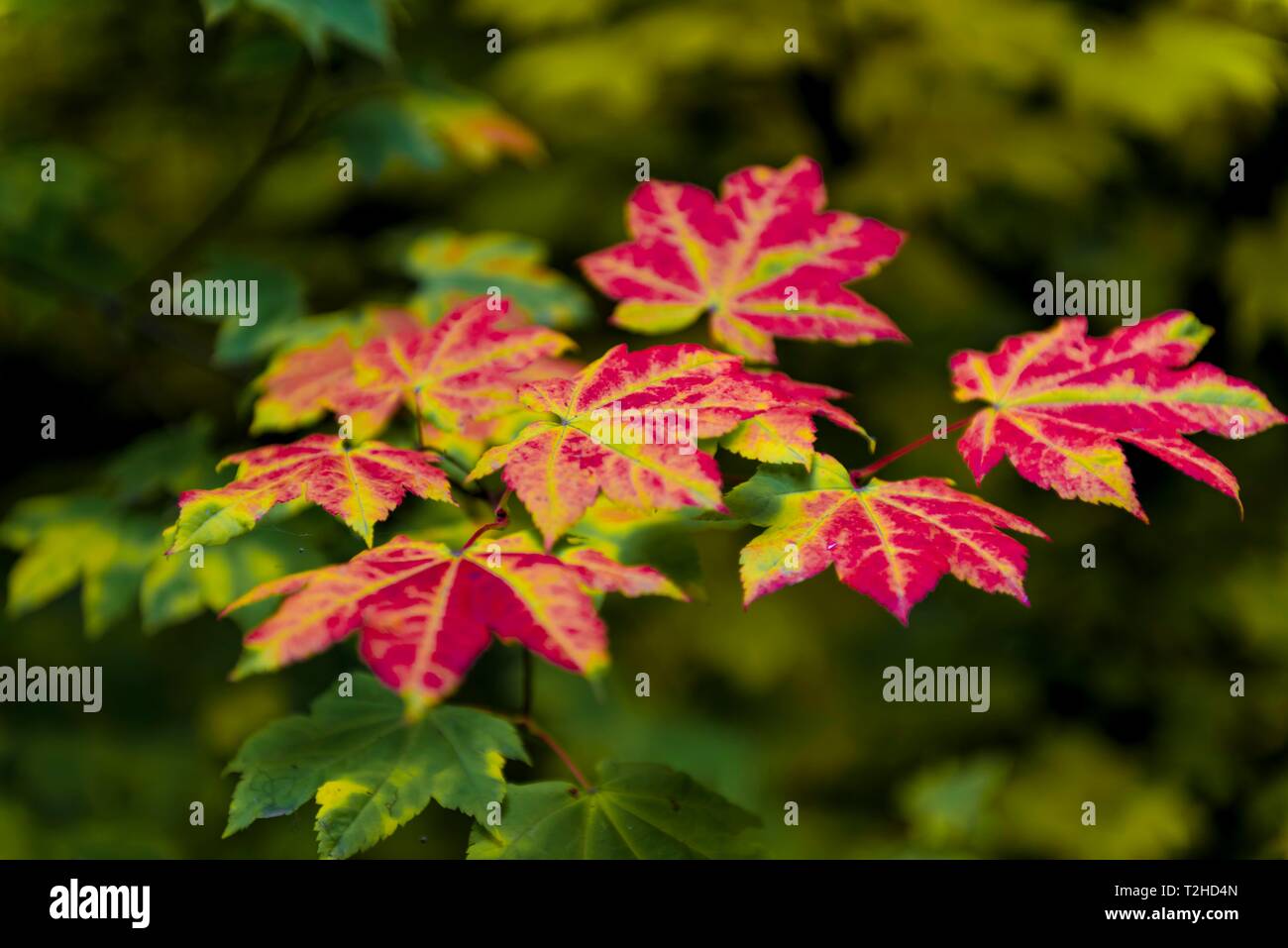 Indian Summer, red leaves of a Maplees (Acer), autumn colours, Oregon, USA Stock Photo