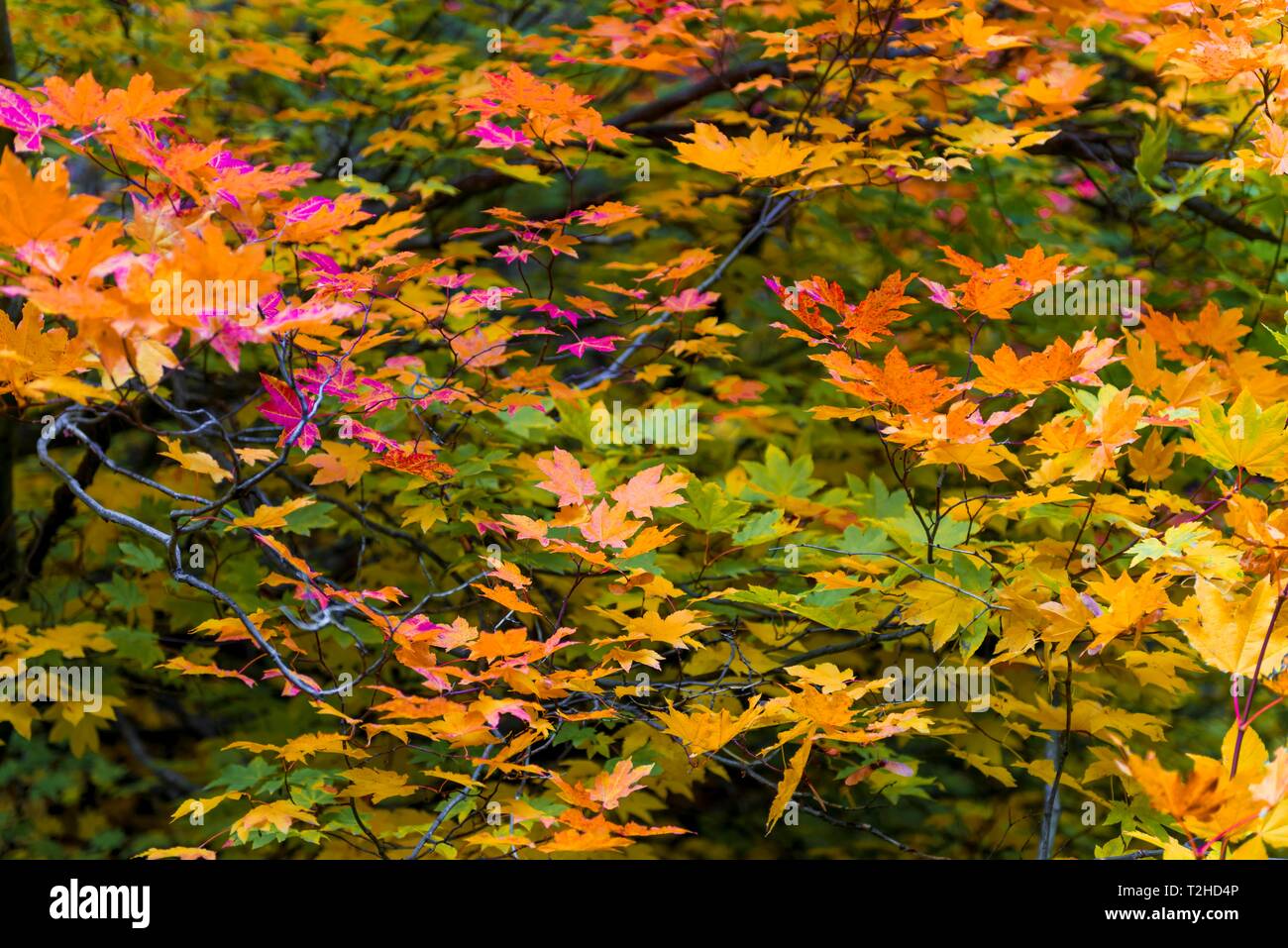 Indian Summer, red, yellow and orange leaves of a Maple (Acer), autumn colours, Oregon, USA Stock Photo