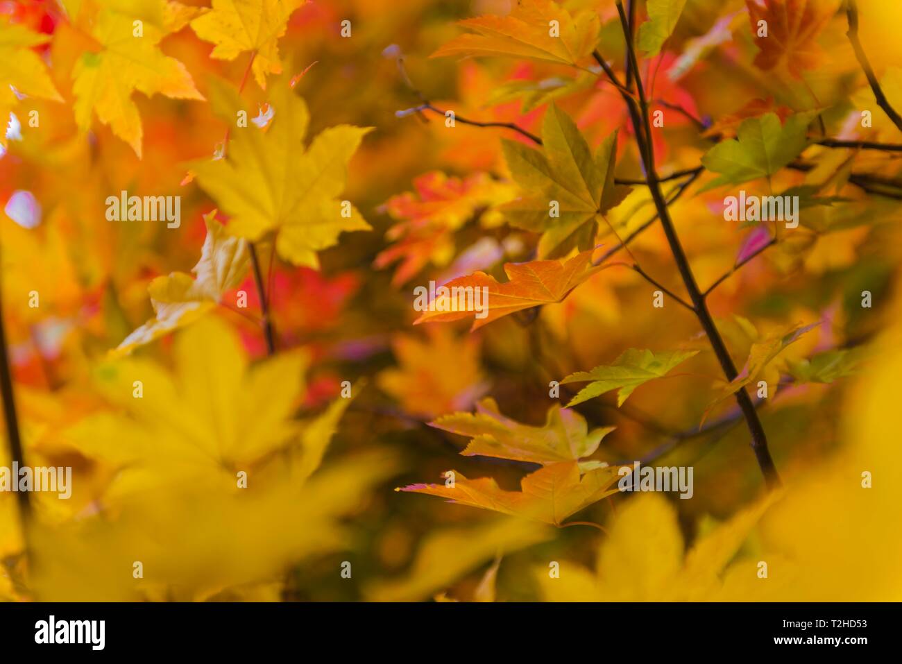 Red-orange leaves of a maple tree, autumn colours, Oregon, USA Stock Photo