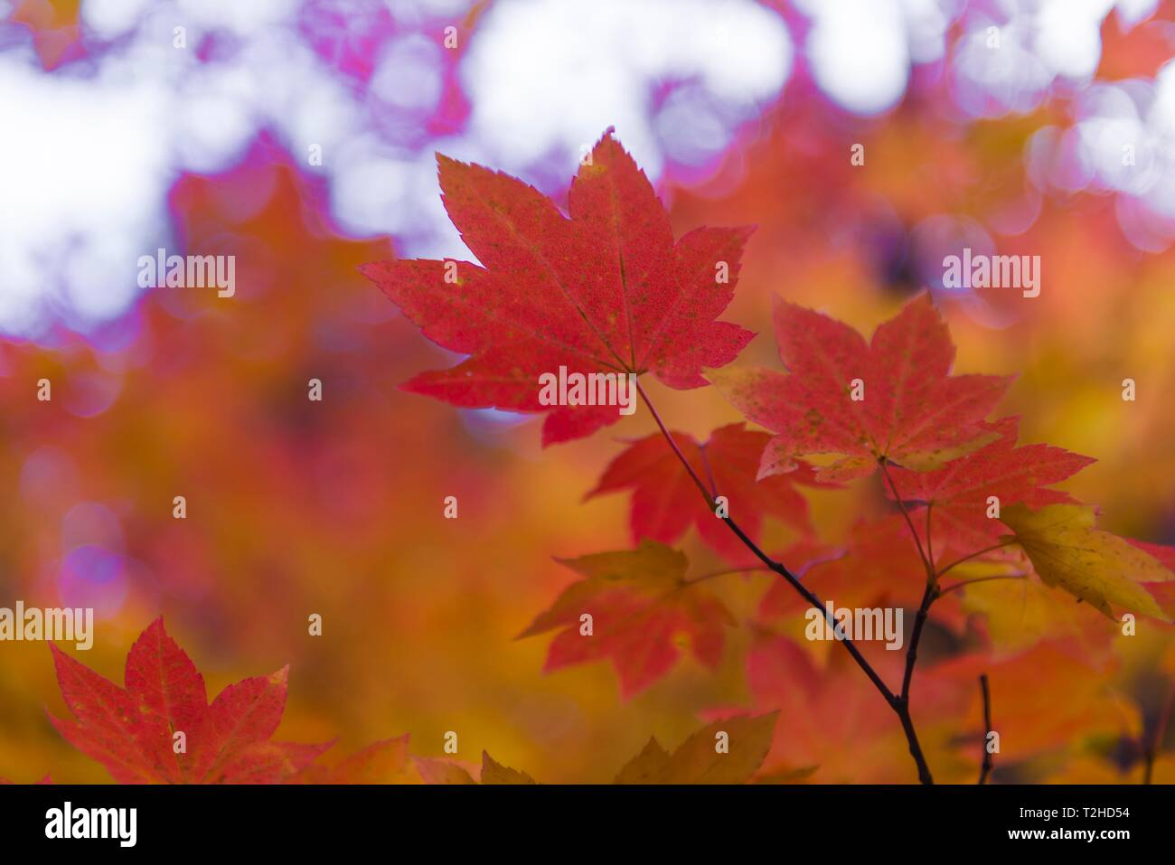 Indian summer, red and orange leaves of a Maplees (Acer), autumn colours, Oregon, USA Stock Photo