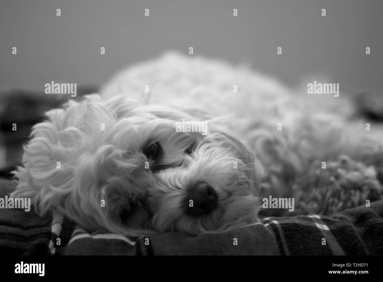 Small white dog resting in bed looking directly at camera. Stock Photo