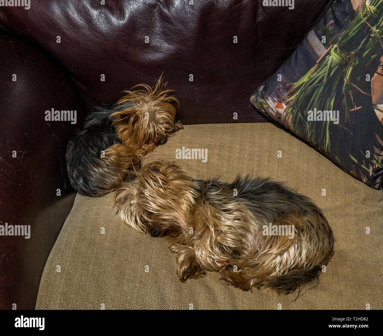 Two small pet dogs sleeping on a couch indoors image with copy space in ...