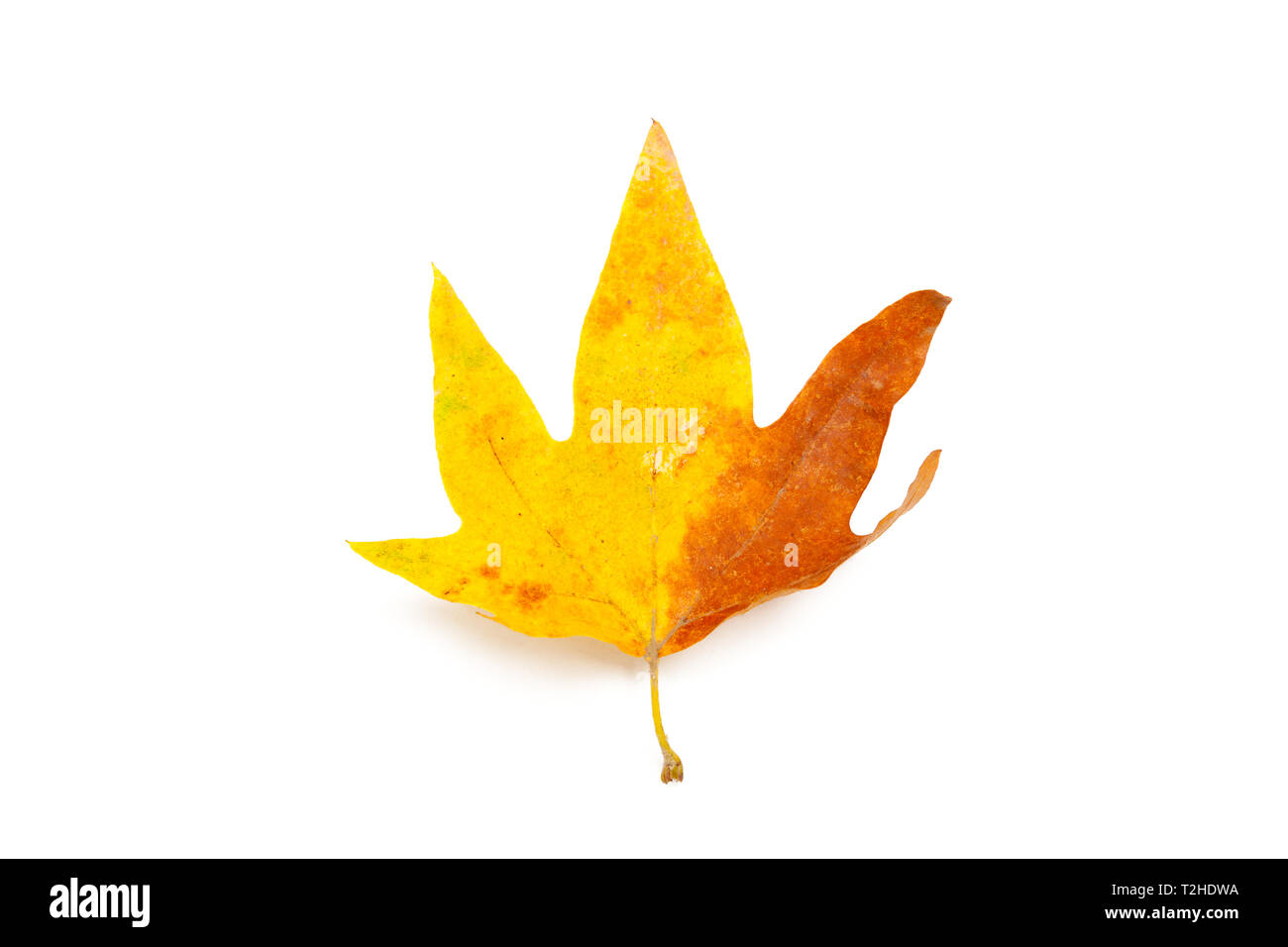 Autumn Leaves isolated on white Stock Photo - Alamy