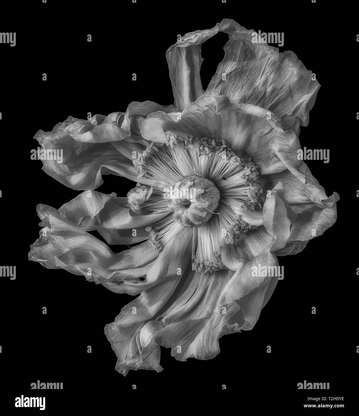 Surrealistic fine art still life detailed monochrome macro of a single isolated wide opened