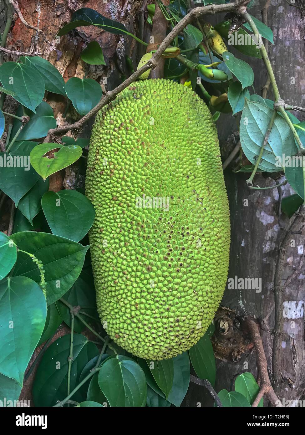 African jackfruit tree hires stock photography and images Alamy
