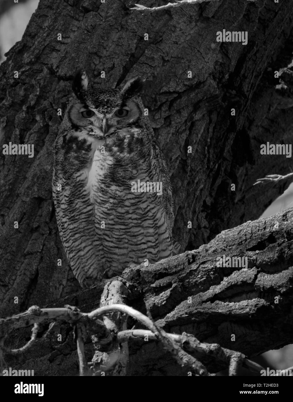 A great horned owl blends in with his cottonwood perch near Huntley, Wyoming. Stock Photo