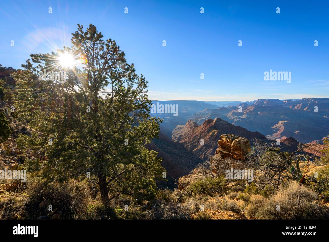 Sun, sun star shining through a conifer tree at the edge of the Grand Canyon, eroded rocky landscape, South Rim, Grand Canyon National Park, Arizona Stock Photo