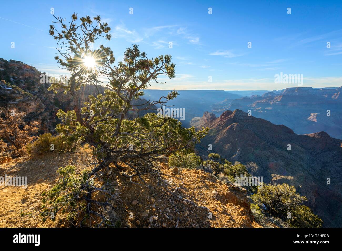 Sun, sun star shining through a conifer tree at the edge of the Grand Canyon, eroded rocky landscape, South Rim, Grand Canyon National Park, Arizona Stock Photo