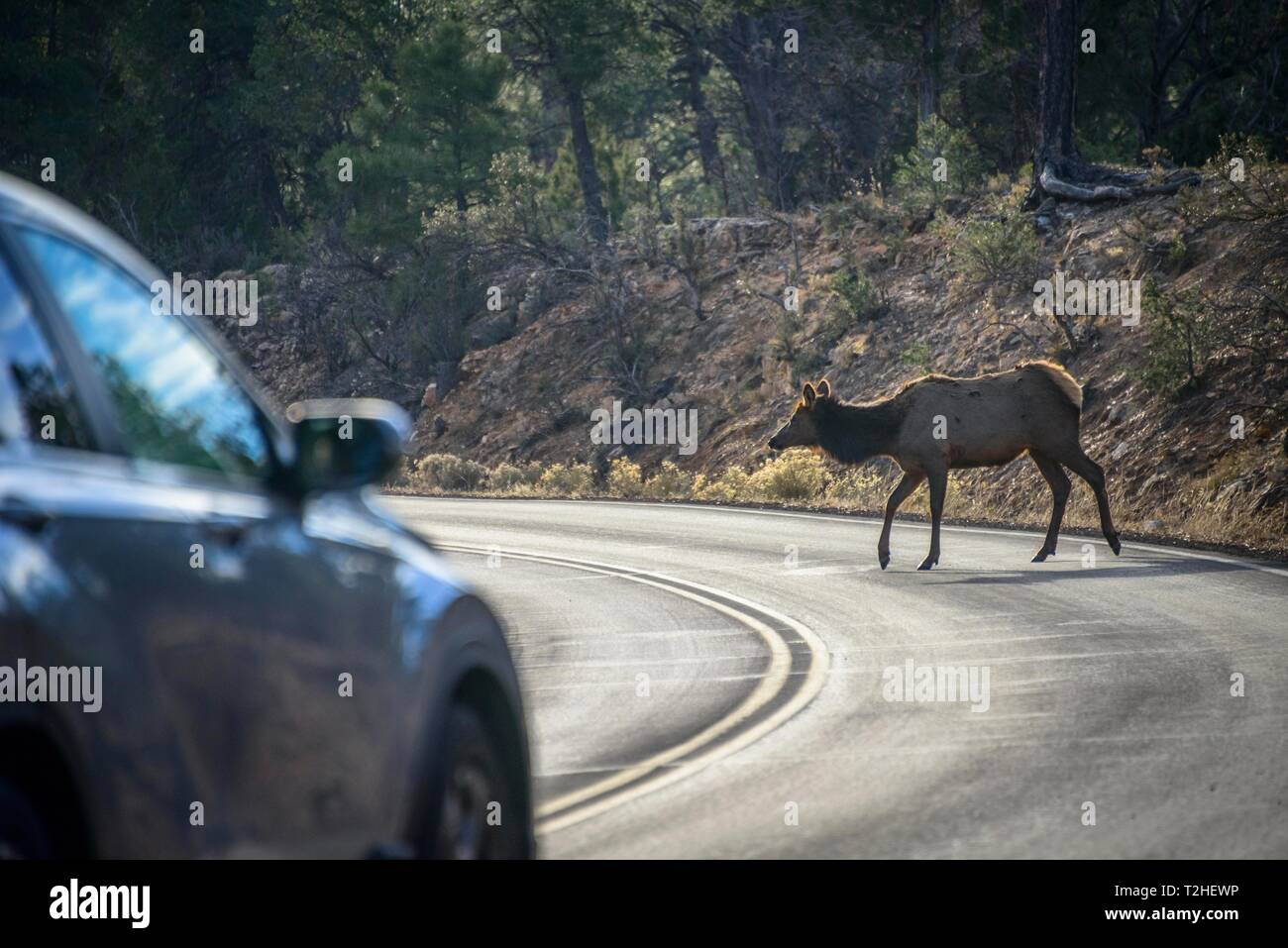 Deer crossing road in front of car hires stock photography and images
